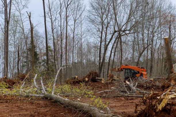 Best Fruit Tree Pruning  in Lisbon Falls, ME